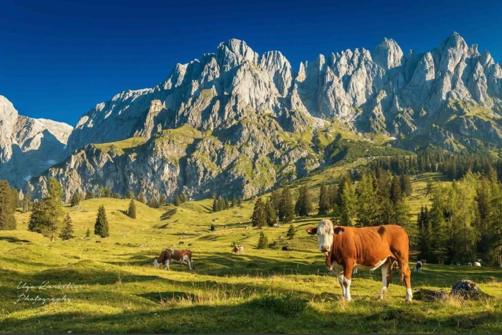 شقة Hochkoenig Ferien Mühlbach am Hochkönig المظهر الخارجي الصورة